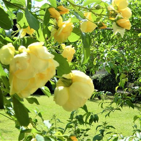 Ferienwohnung Rose Бодман-Людвігсгафен Екстер'єр фото